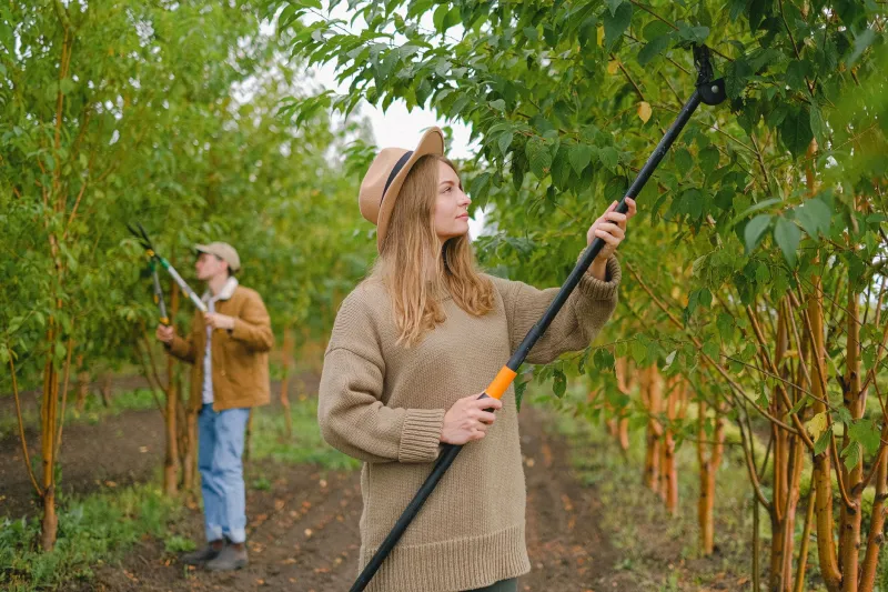 Votre site vieillit comme un arbre : le plan d'élagage saisonnier pour un site web en pleine santé